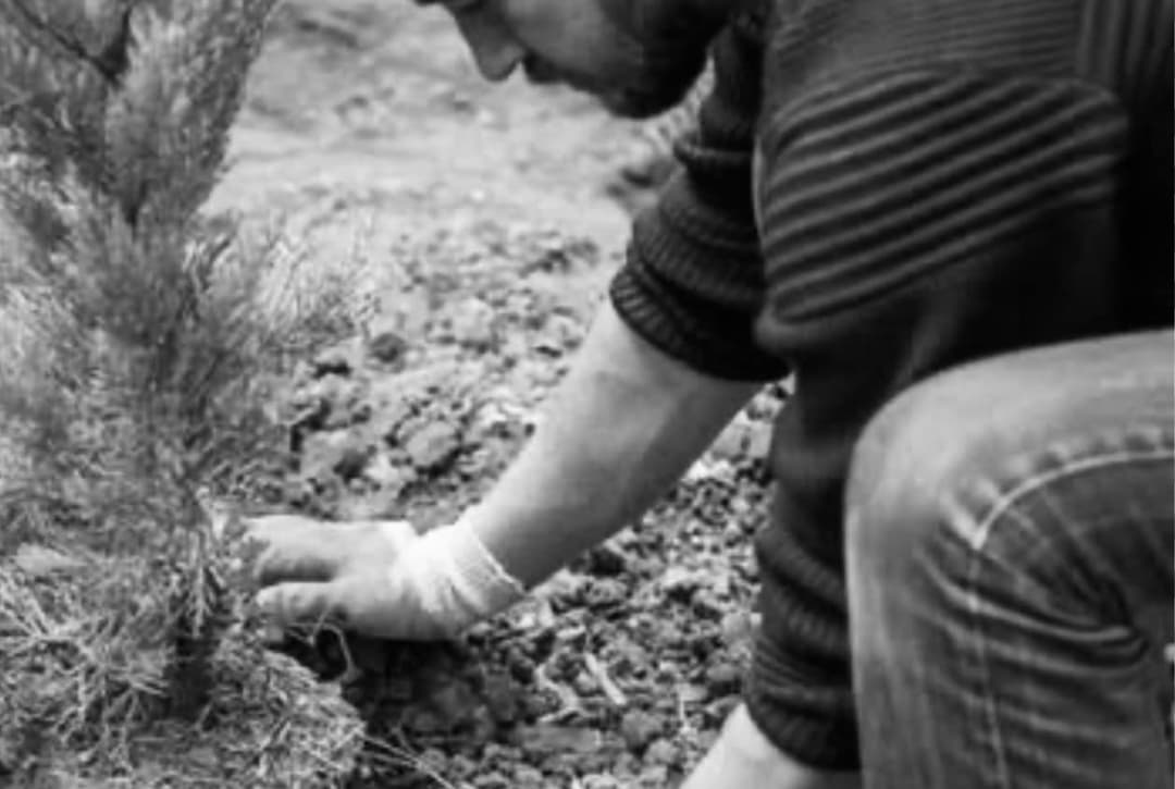 Botanica Landscaping